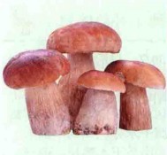 牛肝菌(中药)