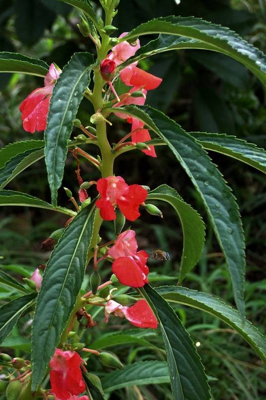 凤仙花(中药)