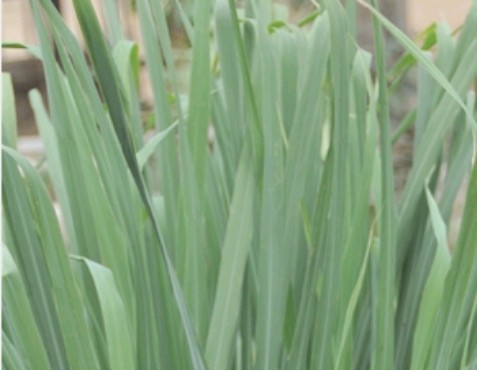 香茅（中药）