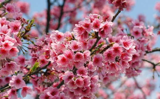 中国樱花