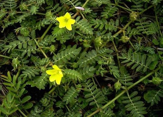 蒺藜(蒺藜科蒺藜属植物)