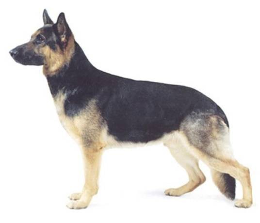 救护犬