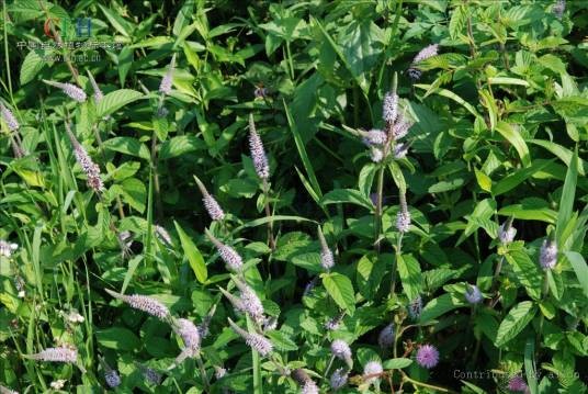 水珍珠菜