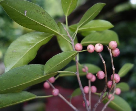 小叶榕（中药）