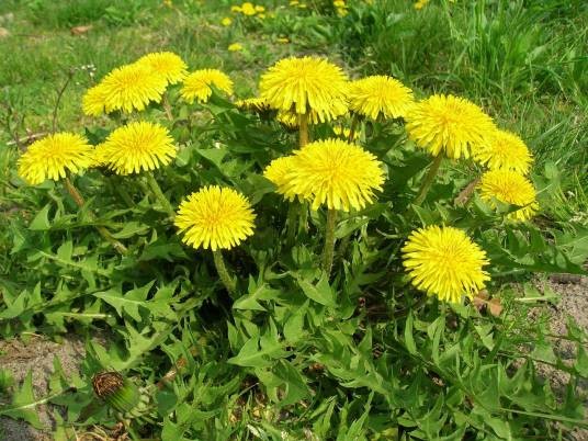 黄花地丁（菊科蒲公英属植物）
