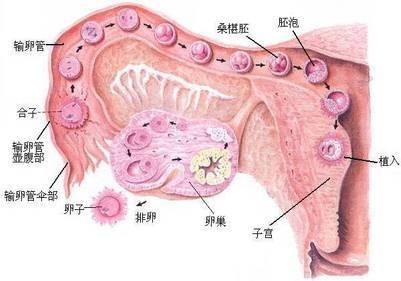 阴道性不孕