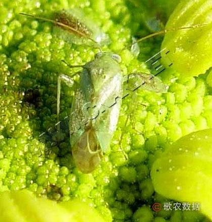 盲蝽科