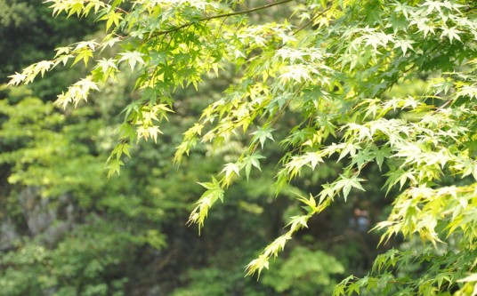 枫(夏绿乔木植物)