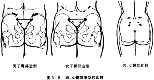 美臀(人体特征)