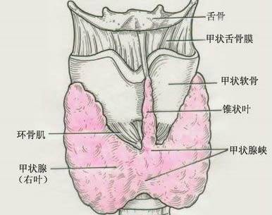 桥本氏甲状腺病