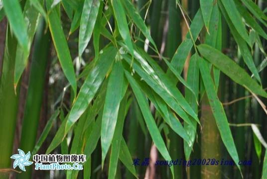 慈竹(禾本科簕竹属植物)
