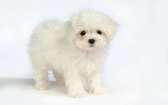 puppy（英语单词）