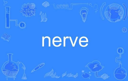 nerve