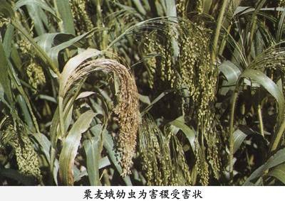 粟麦蛾