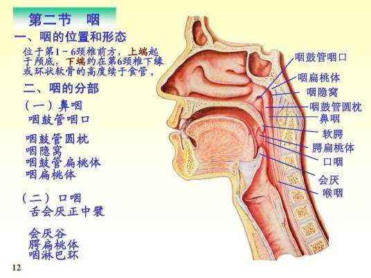 咽（口腔、鼻腔之后，食管以上的空腔处）