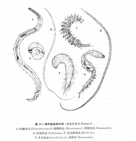 海洋线虫