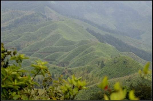 玳瑁山（玳瑁山茶场）