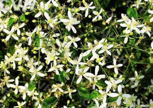 威灵仙（毛茛科铁线莲属植物）