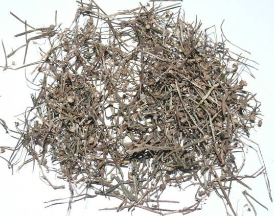 白花蛇舌草(中药)