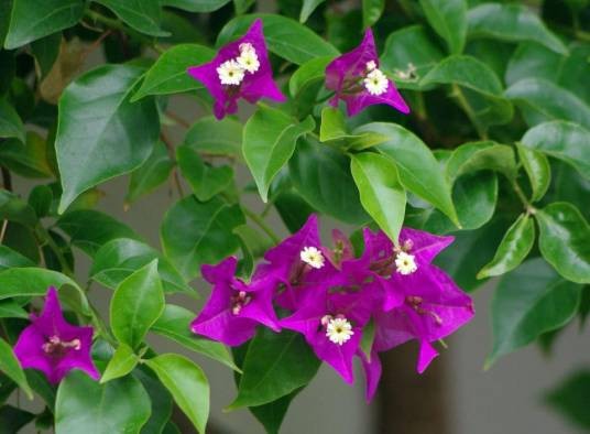 光叶子花