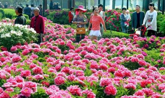 菏泽国际牡丹花会