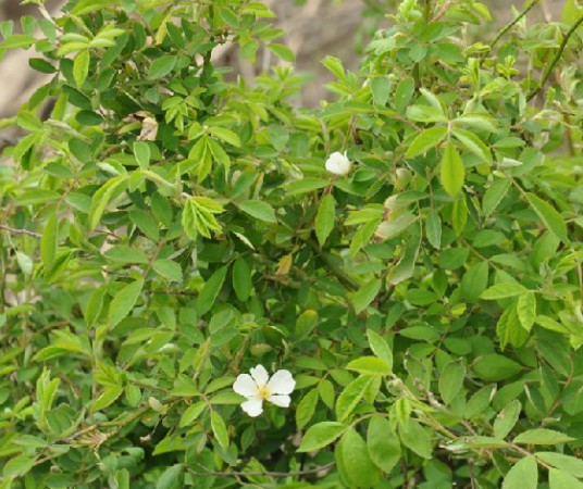蔷薇枝