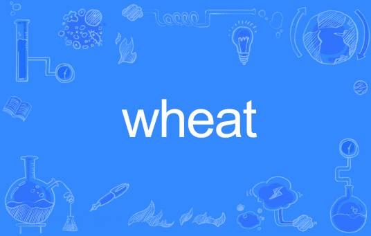 wheat