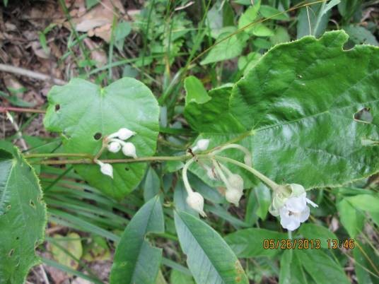 太平莓（蔷薇科悬钩子属植物）