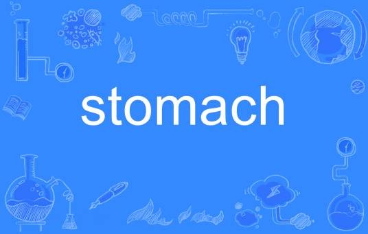 stomach
