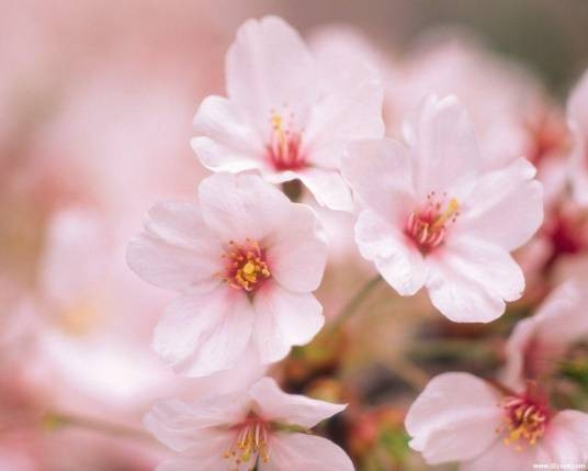 sakura(来自日语中的罗马音)