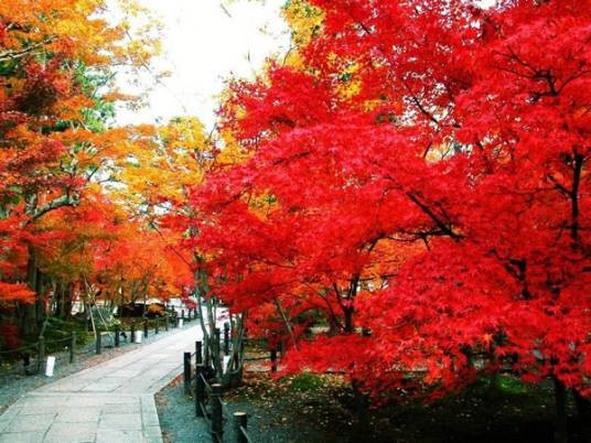 本溪枫叶节