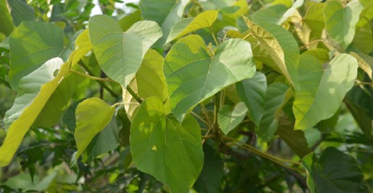 桐油（中药）