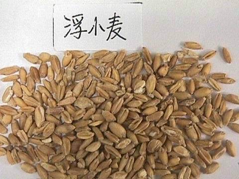 浮小麦