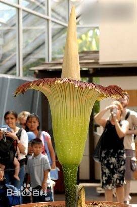 尸臭花