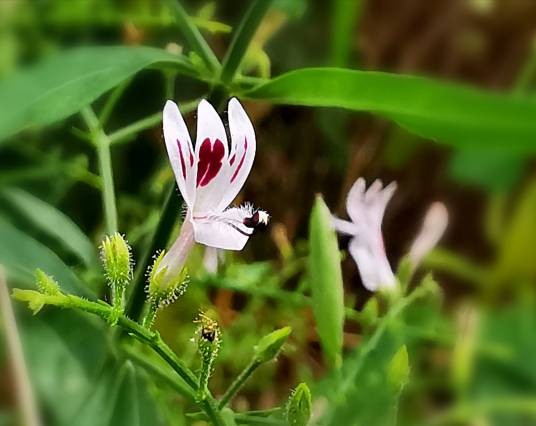 穿心莲（爵床科穿心莲属植物）