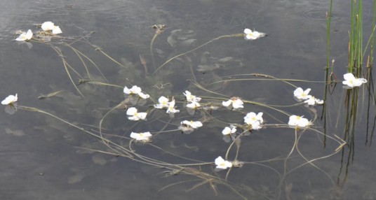 波叶海菜花