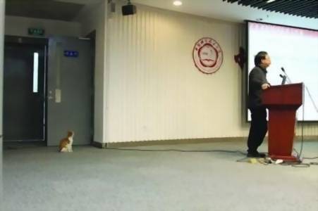 中科大学术猫
