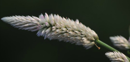 青葙花