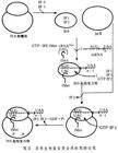 蛋白质生物合成（蛋白质合成的直接模板）