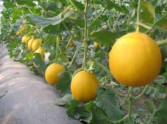 金香蜜瓜