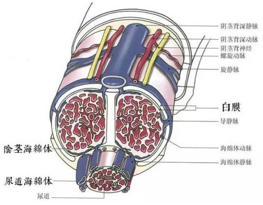 海绵体排毒