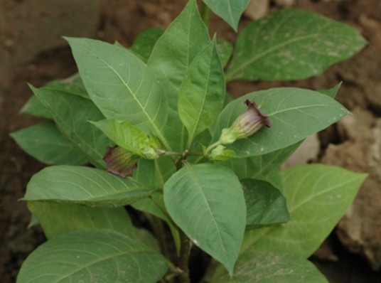颠茄