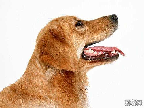 狂犬病潜伏期