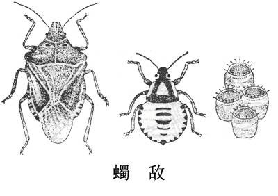 蠋敌