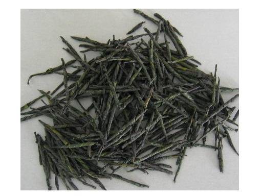 苦丁茶(中药)