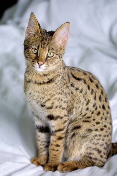 热带草原猫