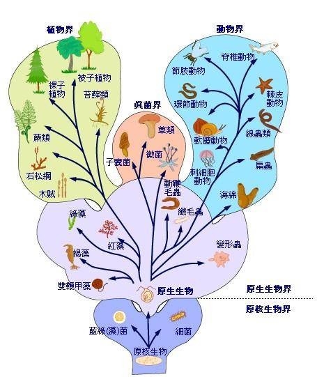 植物分类学（生物学（一级学科）下二级学科植物学的分支学科）