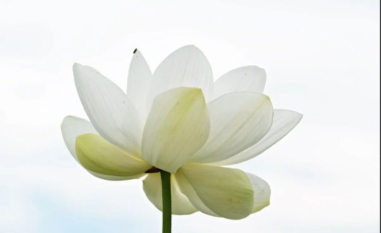 白莲花（小说角色概念）