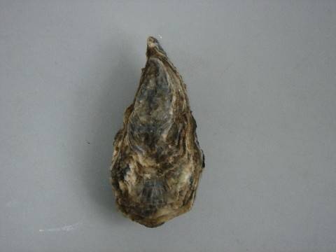 太平洋牡蛎（牡蛎科巨蛎属动物）