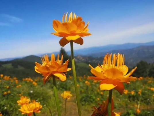 金莲花（毛茛科金莲花属植物）